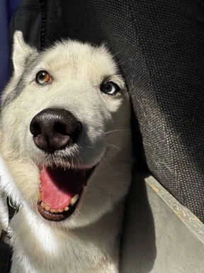 Whiskey, the studio’s husky namesake, with one amber eye and one blue eye.